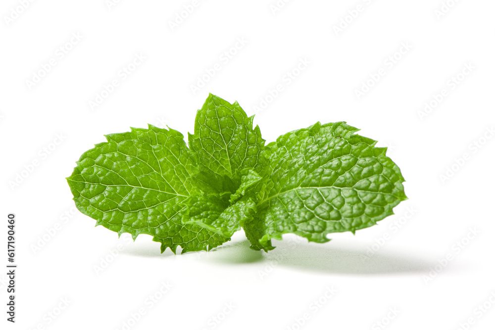 Fresh mint leaf isolated on white background.
Fresh mint leaf isolated on white background.
