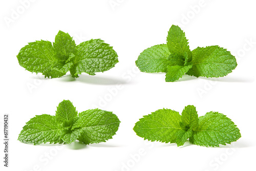 Fresh mint leaves isolated on white background.	
