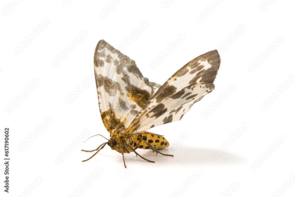 Fototapeta premium a geometrid moth isolated on white background.
