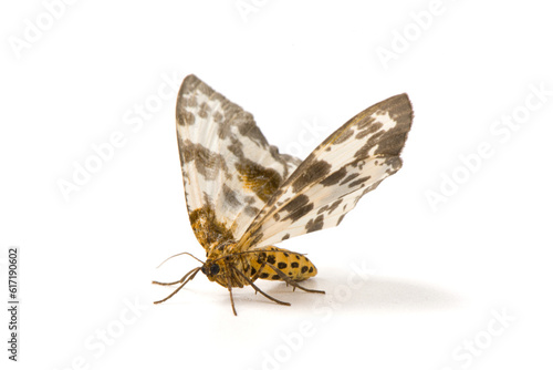 a geometrid moth isolated on white background. photo