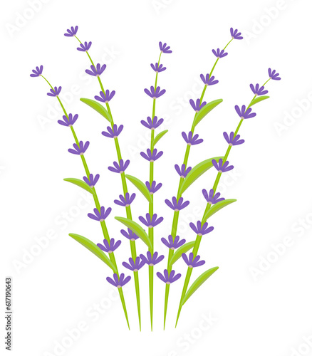 Bouquet of lavender, five twigs, colorful illustration
