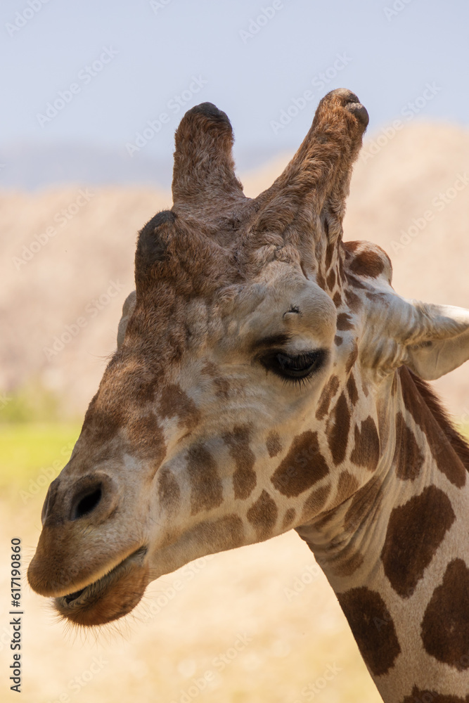 Naklejka premium Giraffe head