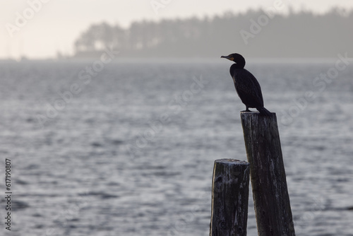 Cormorant watches the sea in Sidney, British Columbia © Kelly