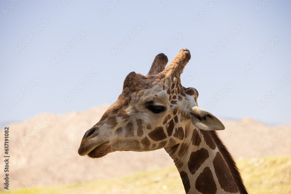 Naklejka premium Giraffe head