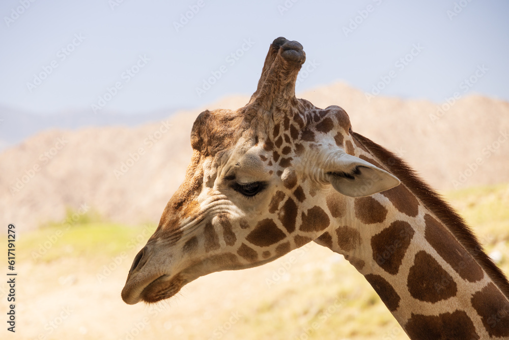 Obraz premium Giraffe head