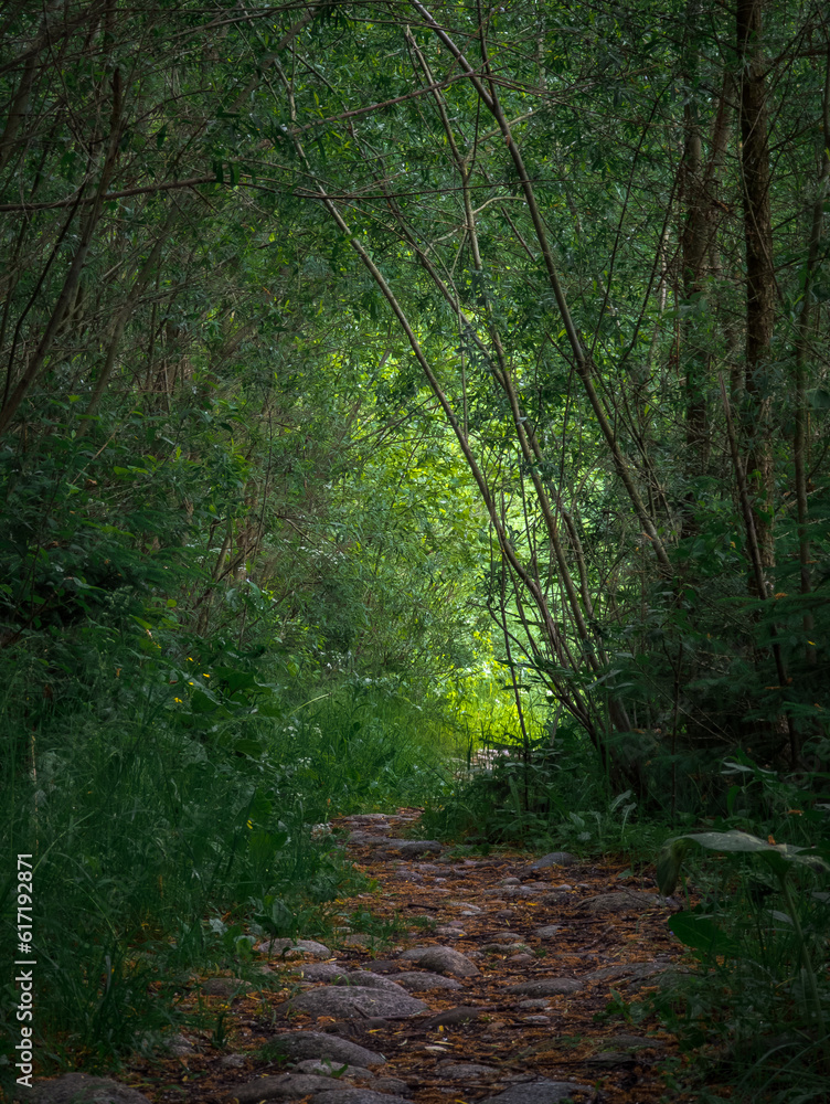 Fototapeta premium Shaded forest footpath with bright light at the end of tree tunnel
