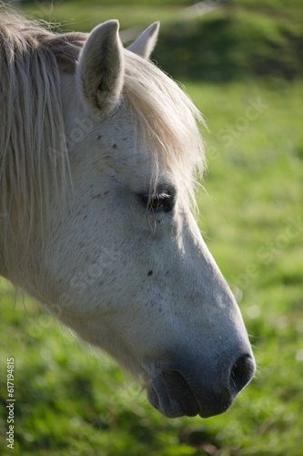 Pferdeportrait eines Schimmels