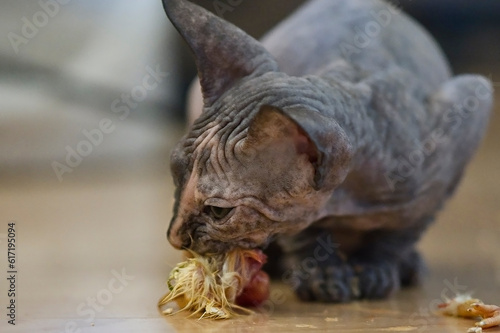 Junge Don Sphynx Katze frisst ein Eintagsküken © Heidi Bollich