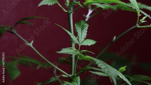 Cannabis plant timelapse responding to varying light conditions