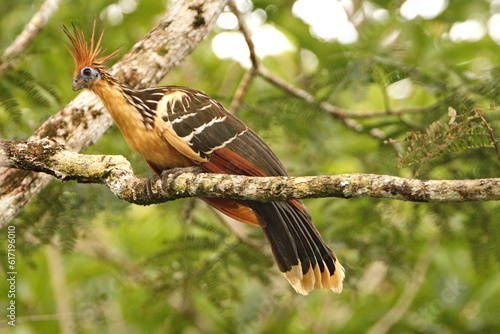 Hoatzin (Opisthocomus hoazin) perched in a tree in the Cuyabeno Wildlife Reserve, outside of Lago Agrio, Ecuador photo