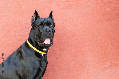 Fotografía Cane Corso Mastiff posed by a salmon colored wall