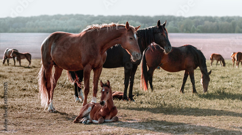 Herd horses. A thoroughbred beautiful chestnut Mare with a foal. Horses grazing in pasture. Sunlight. Summer pasture