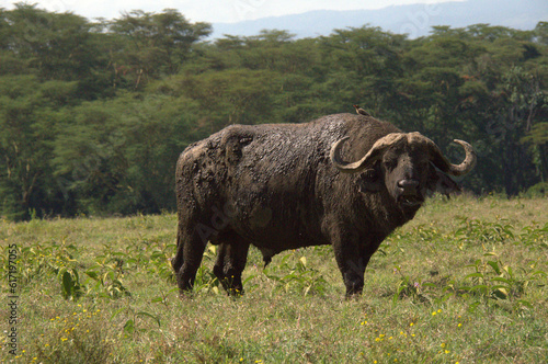 american buffalo