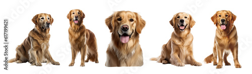 Golden Retriever Bliss: Vibrant Clip Art and Illustrations for Pet Lovers and Logo Designers - Versatile PNGs with Transparent and White Backgrounds. Illustrations. 