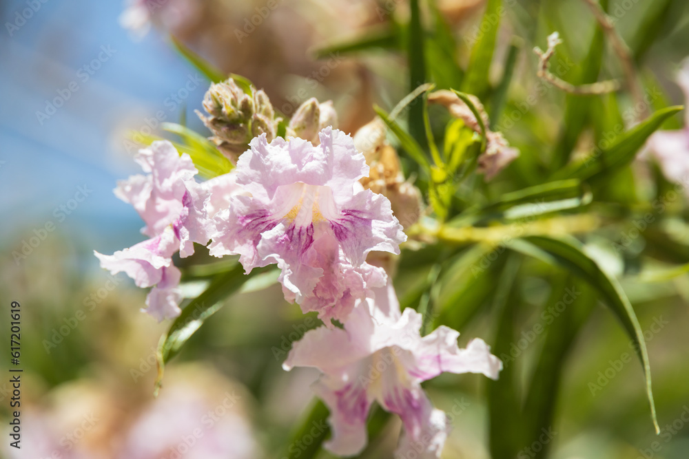 Chilopsis linearis, desert willow pink flower blossom close-up