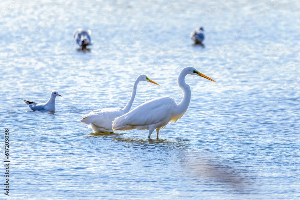 Obraz premium Great Egrets in Longfeng wetland of Daqing city Heilongjiang province, China.