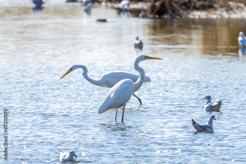 Great Egrets in Longfeng wetland of Daqing city Heilongjiang province  China.