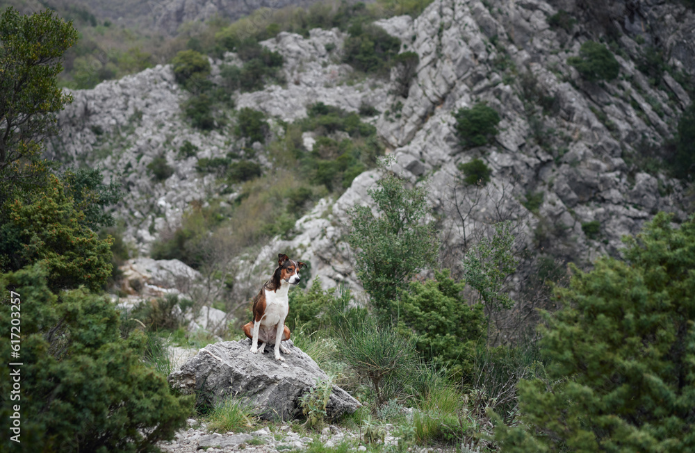 mix dog on the background of the mountains. Traveling with a pet in nature mix dog on the background of the mountains. Traveling with a pet in nature