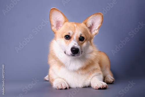 Funny playful young corgi on a dark blue background