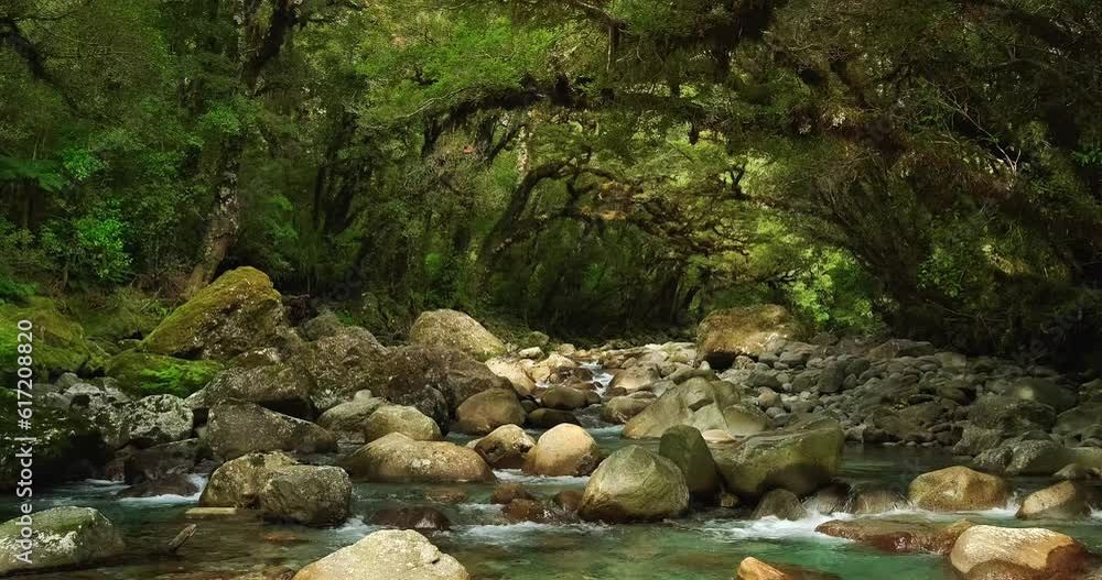 Wide river flows under over hanging trees in New Zealand Wide river flows under over hanging trees in New Zealand