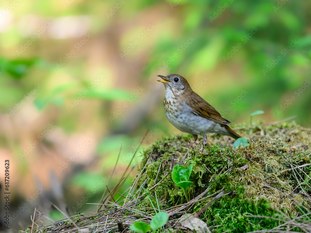 Veery portrait on mossy stump in Spring Veery portrait on mossy stump in Spring