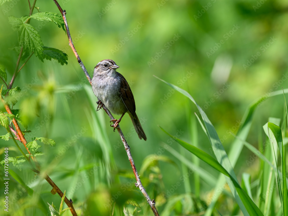 Fototapeta premium Swamp Sparrow on tree branch against green background