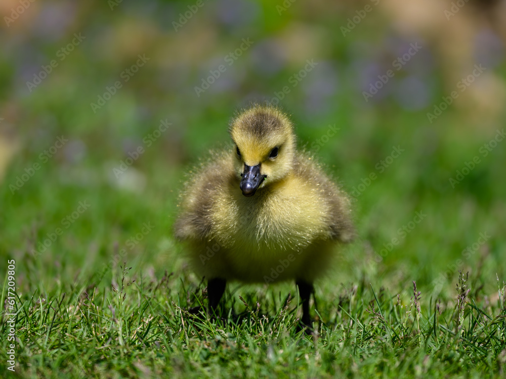 Canada Goose gosling standing in green grass in Spring Canada Goose gosling standing in green grass in Spring