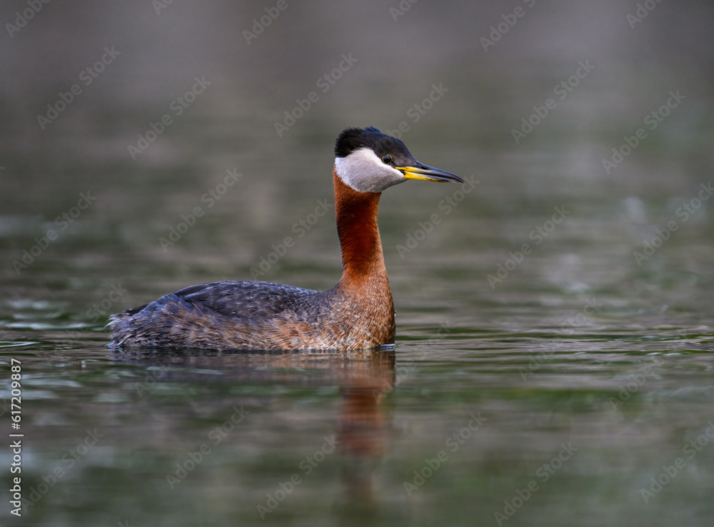 Red Necked Grebe swimming in dark water Red Necked Grebe swimming in dark water