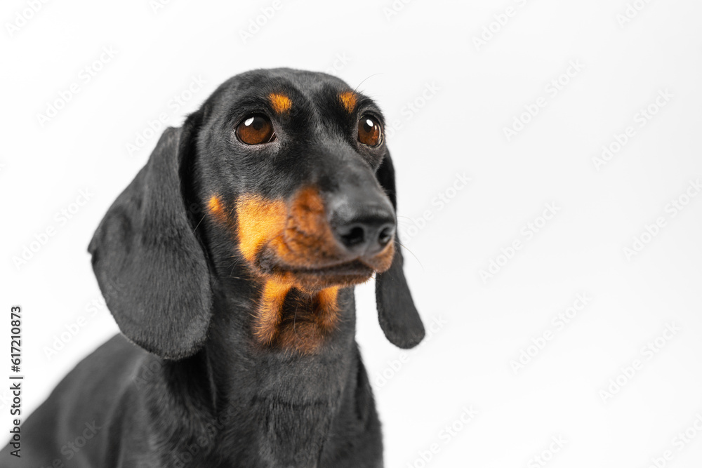 A cute close-up of a black dachshund dog against a white background. Adorable pup gaze upward with a delightful expression, making it a perfect image for advertising campaigns or promotional materials