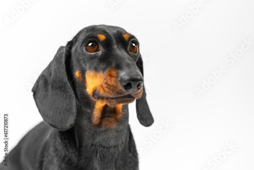 Fototapeta Naklejka Na Ścianę i Meble -  A cute close-up of a black dachshund dog against a white background. Adorable pup gaze upward with a delightful expression, making it a perfect image for advertising campaigns or promotional materials