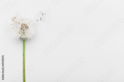 Beautiful dandelion flower and seeds on white background  closeup