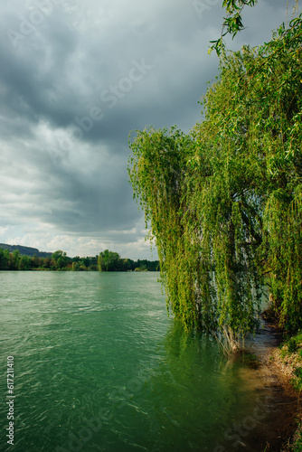 Beautiful tender green young willow branches hanging over the surface of the water on a sunny spring day. Weeping willow on the Drina River