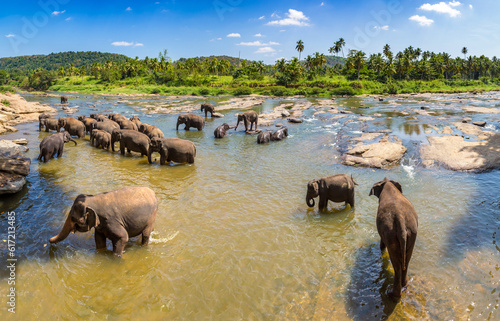 Herd of elephants in Sri Lanka photo