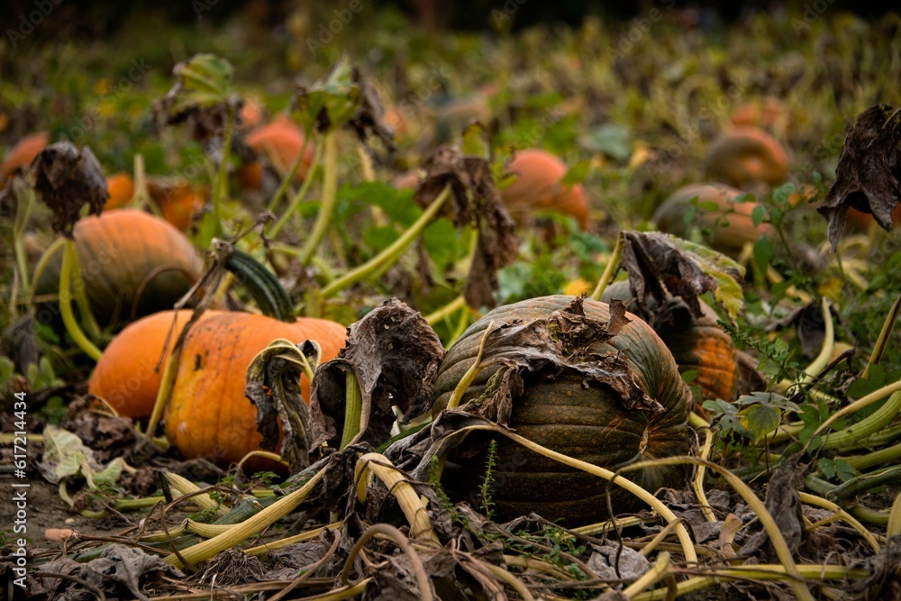 Pumpkins in dying grass. Pumpkins in dying grass.