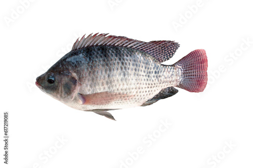 Tilapia fish isolated on transparent background..