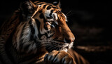 Bengal tiger staring at camera, majestic beauty in nature portrait generated by AI