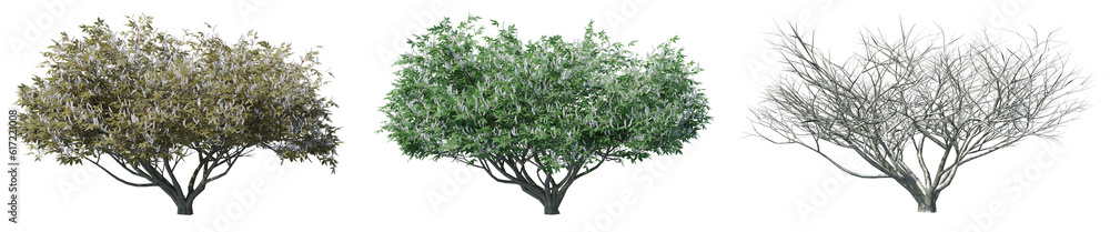 Set of Aesculus californica tree with isolated on transparent background. PNG file, 3D rendering illustration, Clip art and cut out