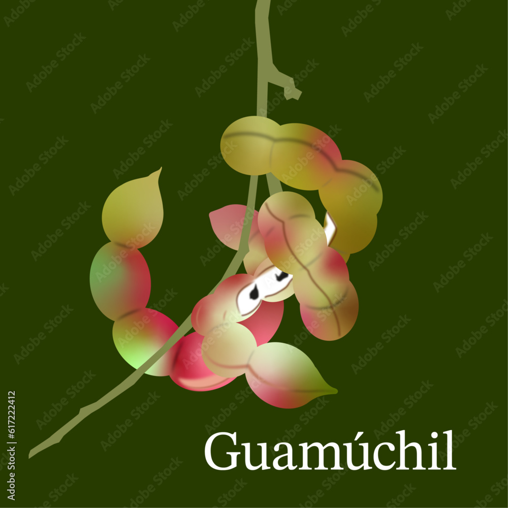 Guamuchil Images – Browse 55 Stock Photos, Vectors, and Video | Adobe Stock, image size:1000x1000