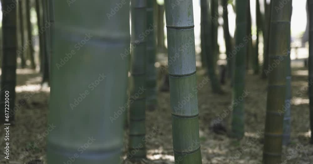 A green bamboo forest in spring sunny day close shot A green bamboo forest in spring sunny day close shot