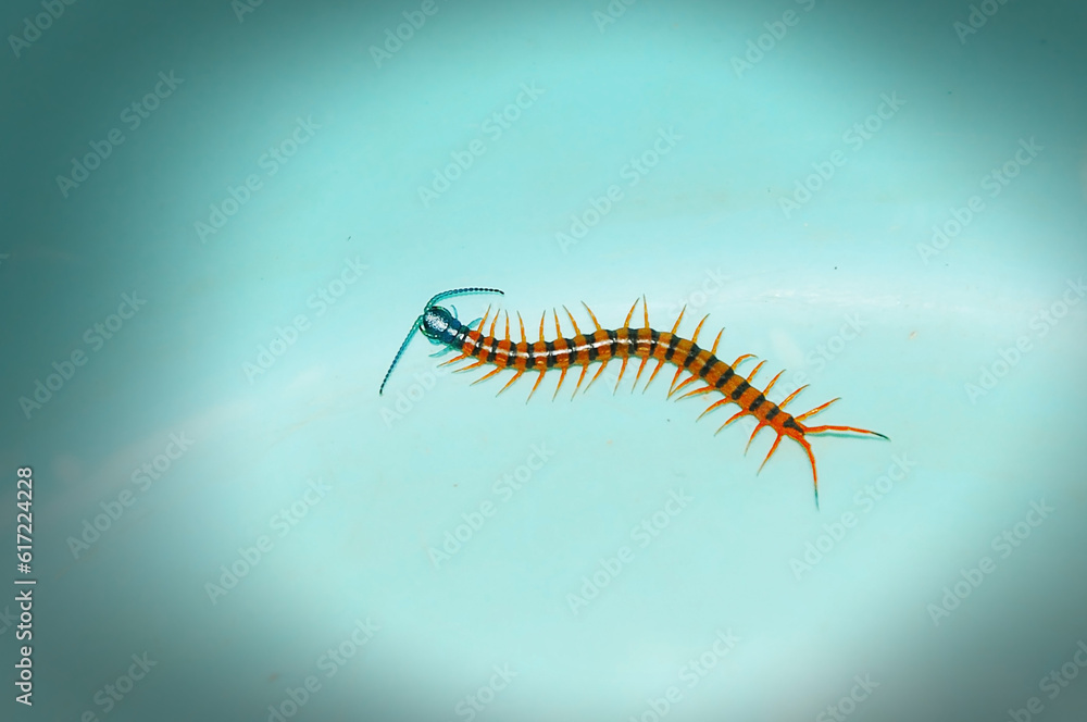 Fototapeta premium Small centipede that are highly poisonous when attacked