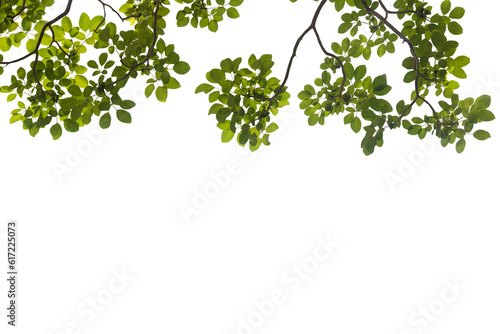 Isolated image of branch with leaves of big tree on png file at transparent background.