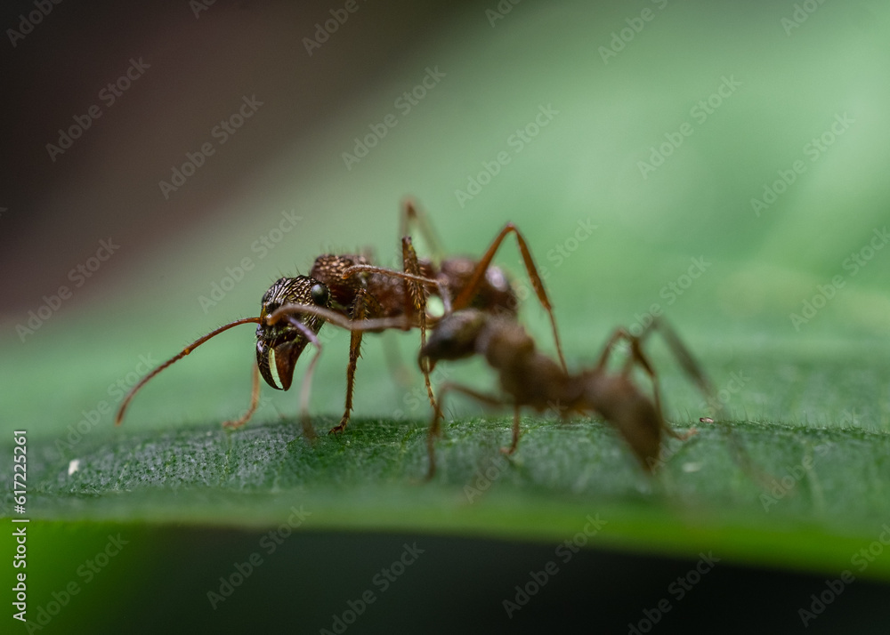 Ants Ants