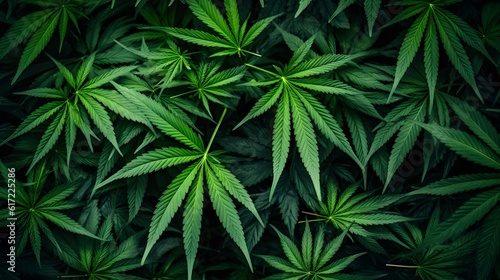 Marijuana leaf background. Cannabis leaves wallpaper.