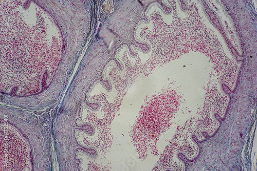 The study of tissue samples of Trachea of Cat, Epididymis, Prostate, Uterus with embryo of rat and Mammary gland cow  under the microscope in Lab. photo