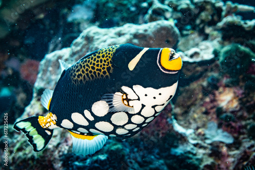 Trigger fish on coral reef photo