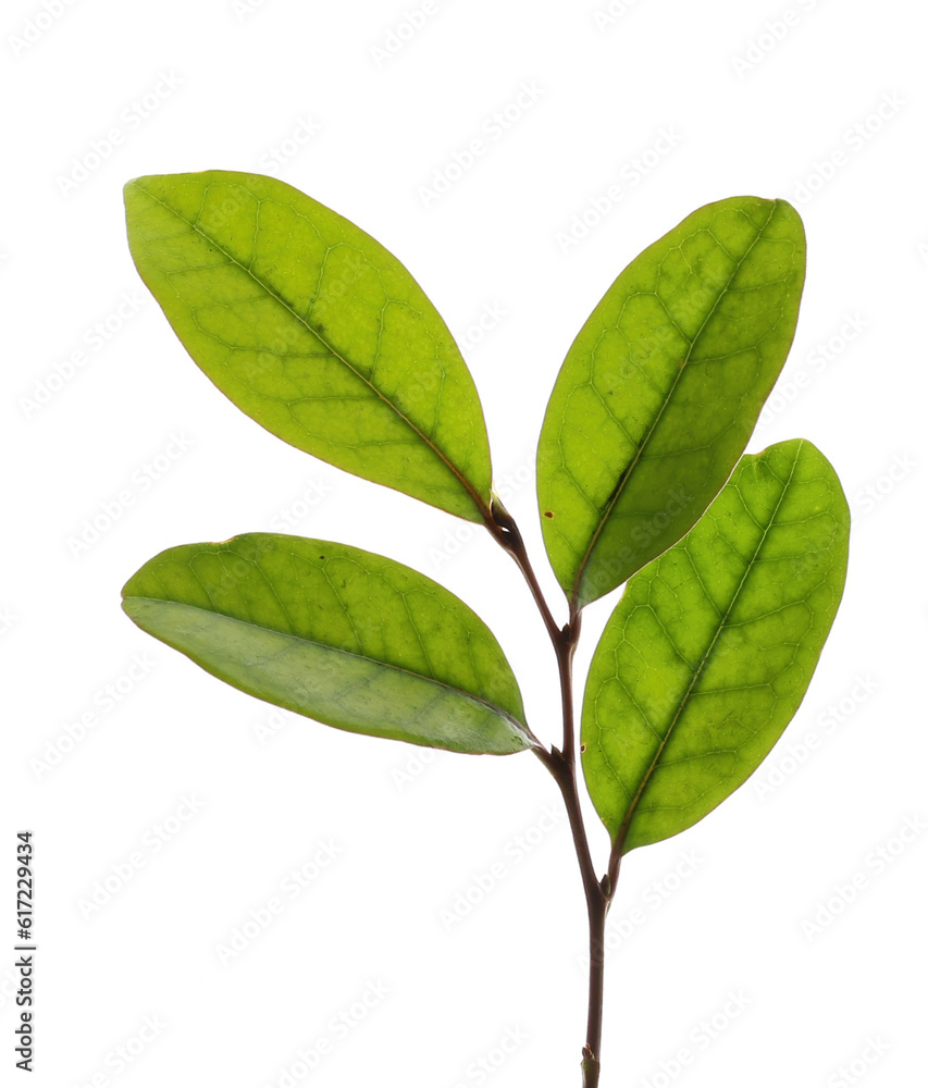 green leaves isolated on white background green leaves isolated on white background