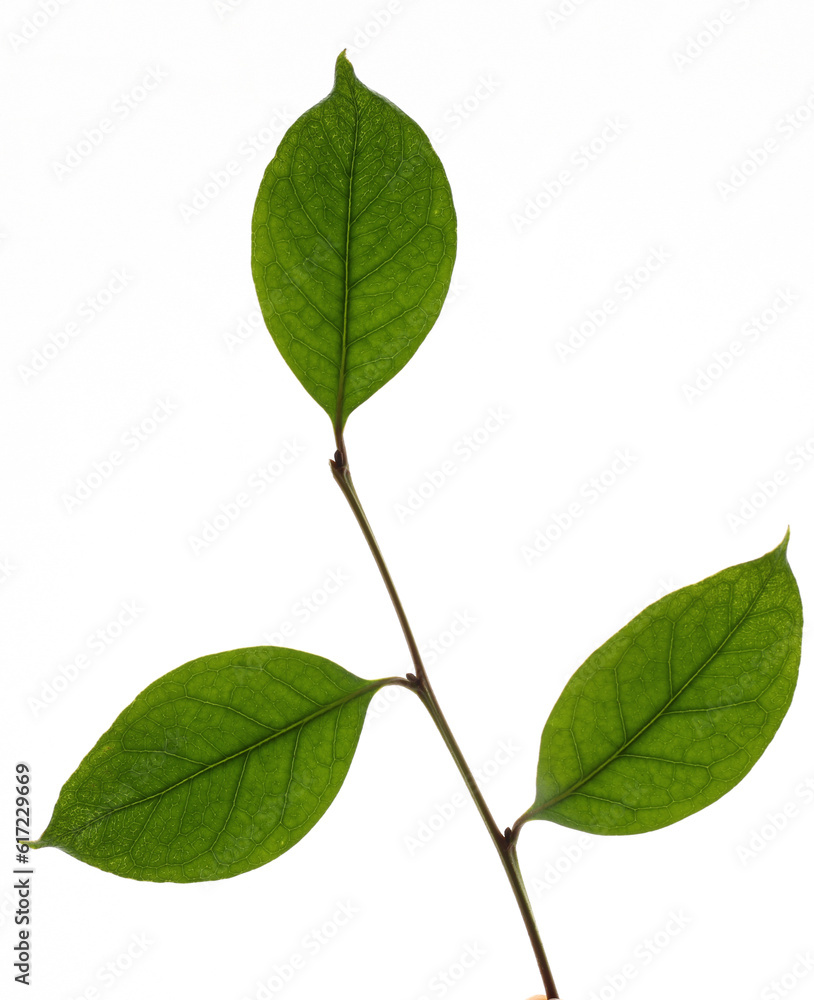 Naklejka premium green leaves isolated on white background