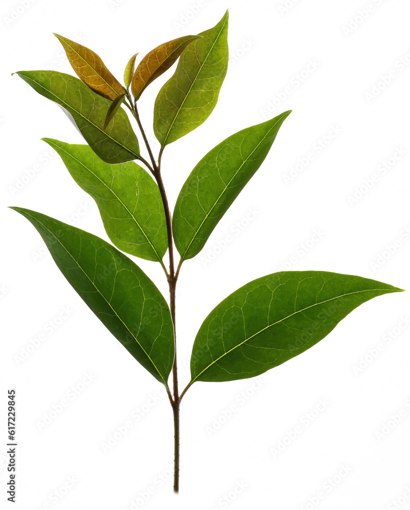 green leaf isolated on white background green leaf isolated on white background