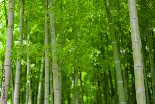 Green bamboo leaves in Japanese forest in spring sunny day