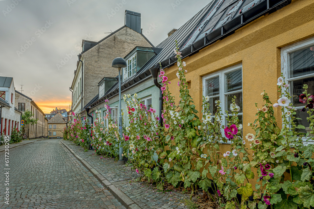 Lilla Algatan in the old town of Lund with red hollyhocks in the sunset